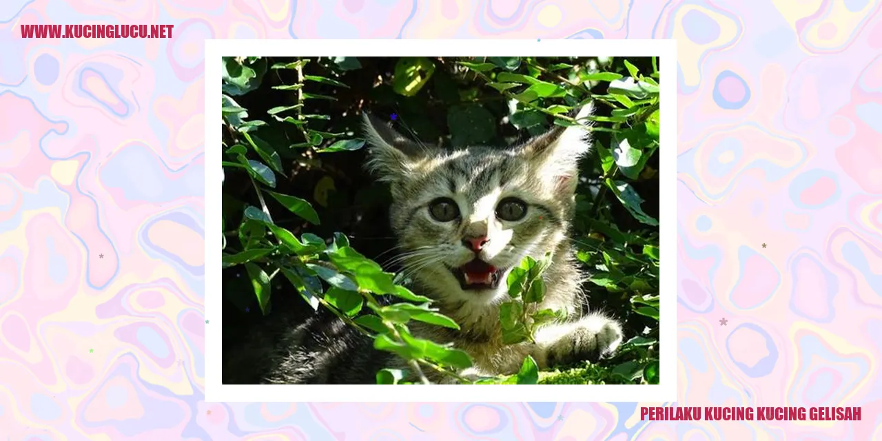 Kucing yang Gelisah