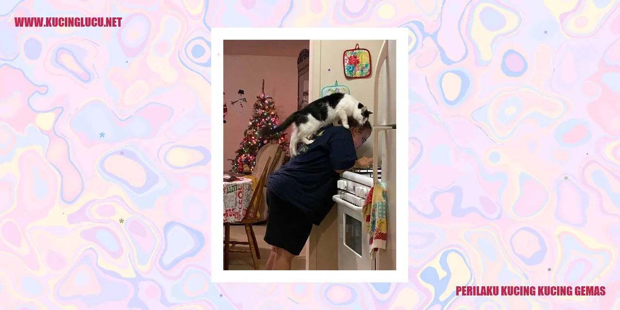Perilaku Menggemaskan Kucing-kucing Lucu