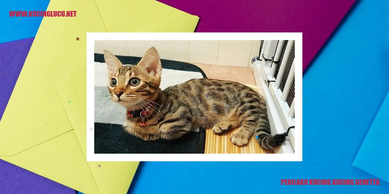 Gambar kucing genetta yang menarik
