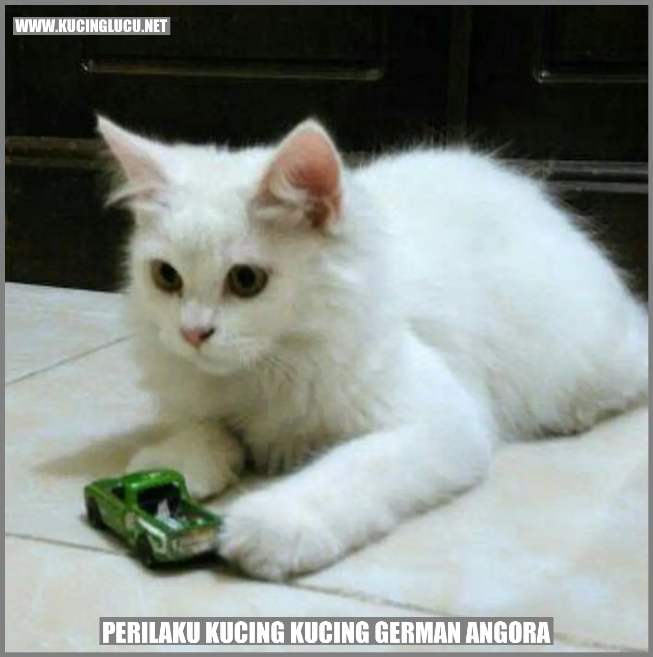 Kucing German Angora