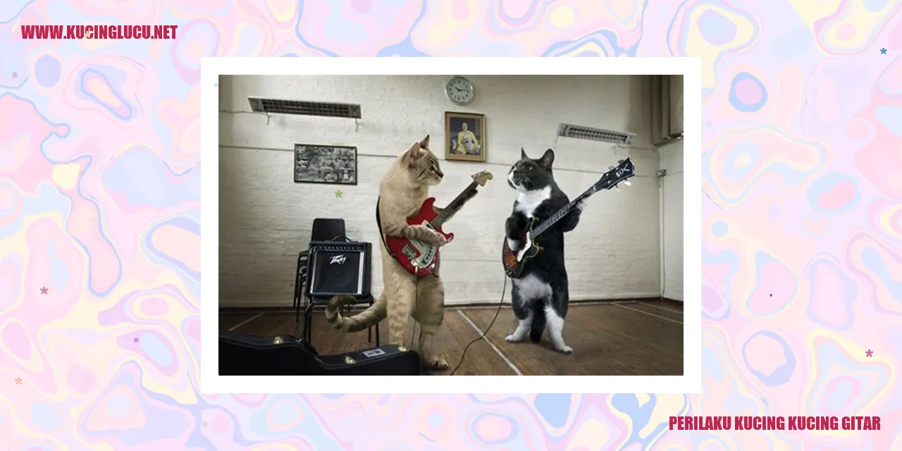 Perilaku Kucing Kucing Gitar