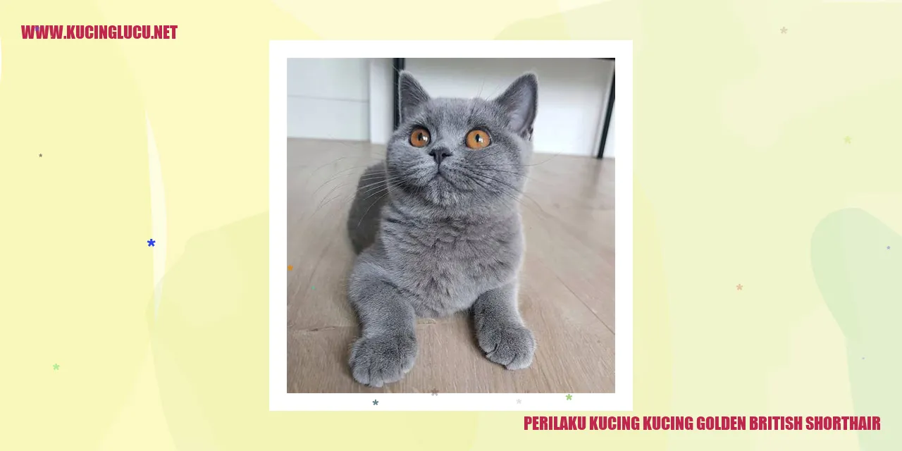 Kucing Golden British Shorthair