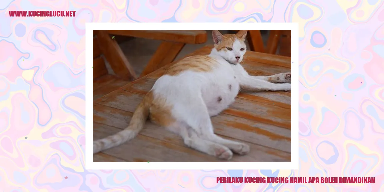 Perilaku Kucing Hamil