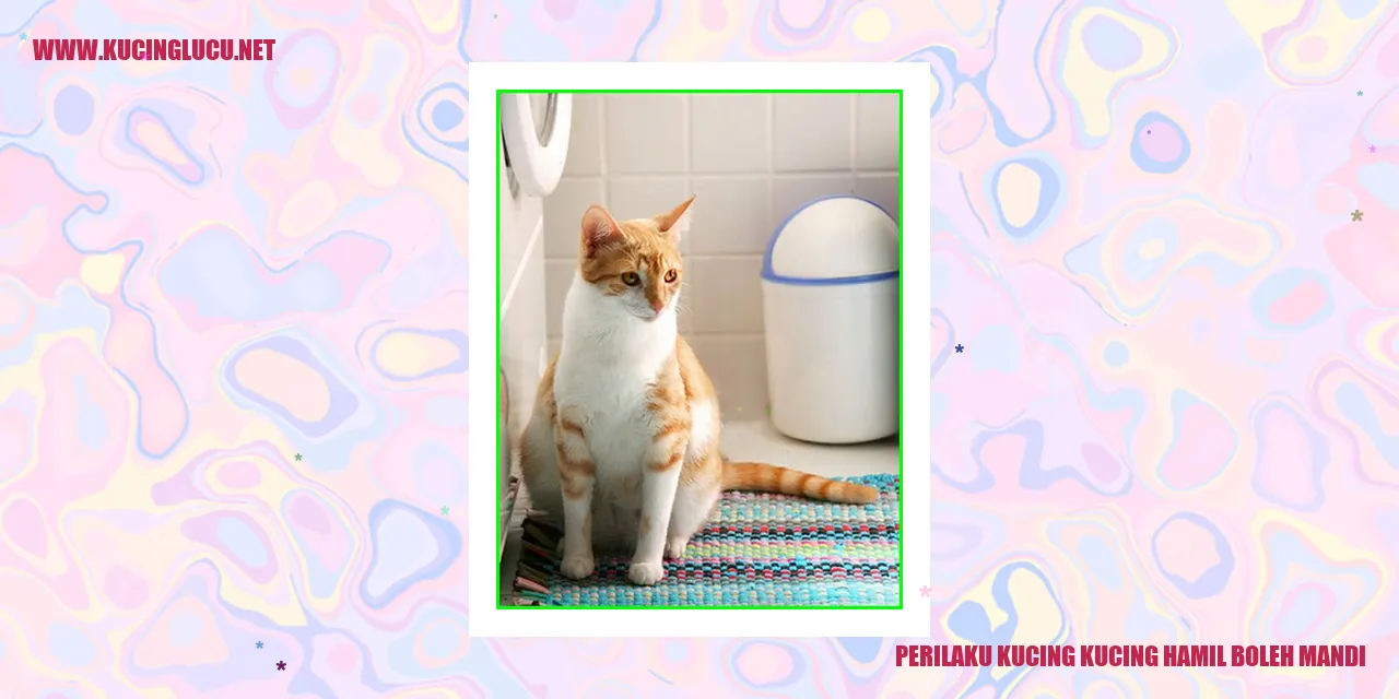 Kucing Hamil Mandi