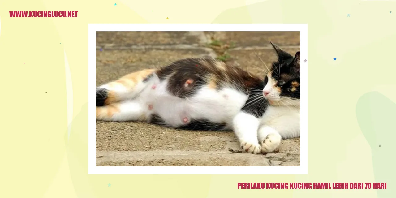 ilustrasi kucing hamil