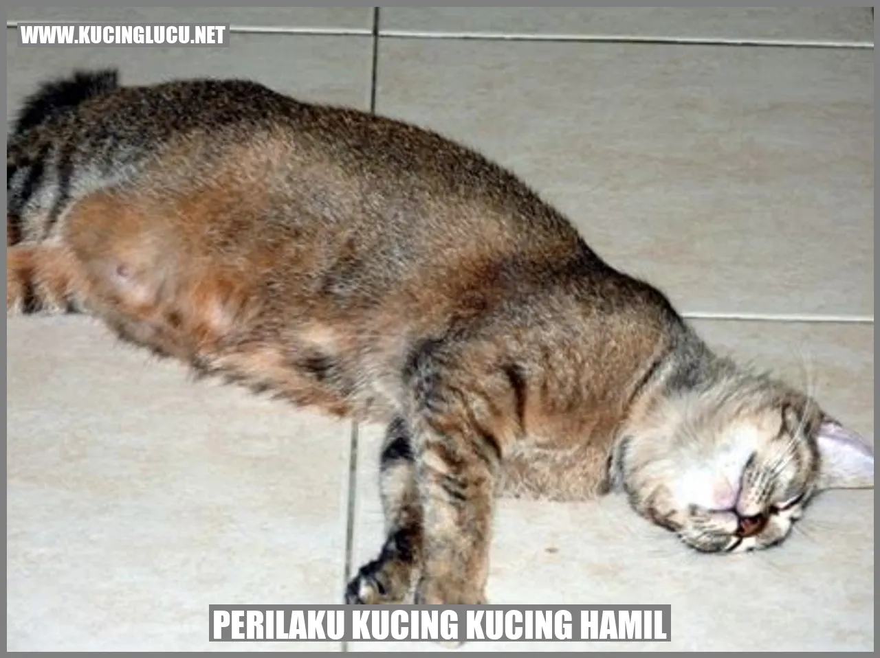 Perilaku Kucing yang Hamil