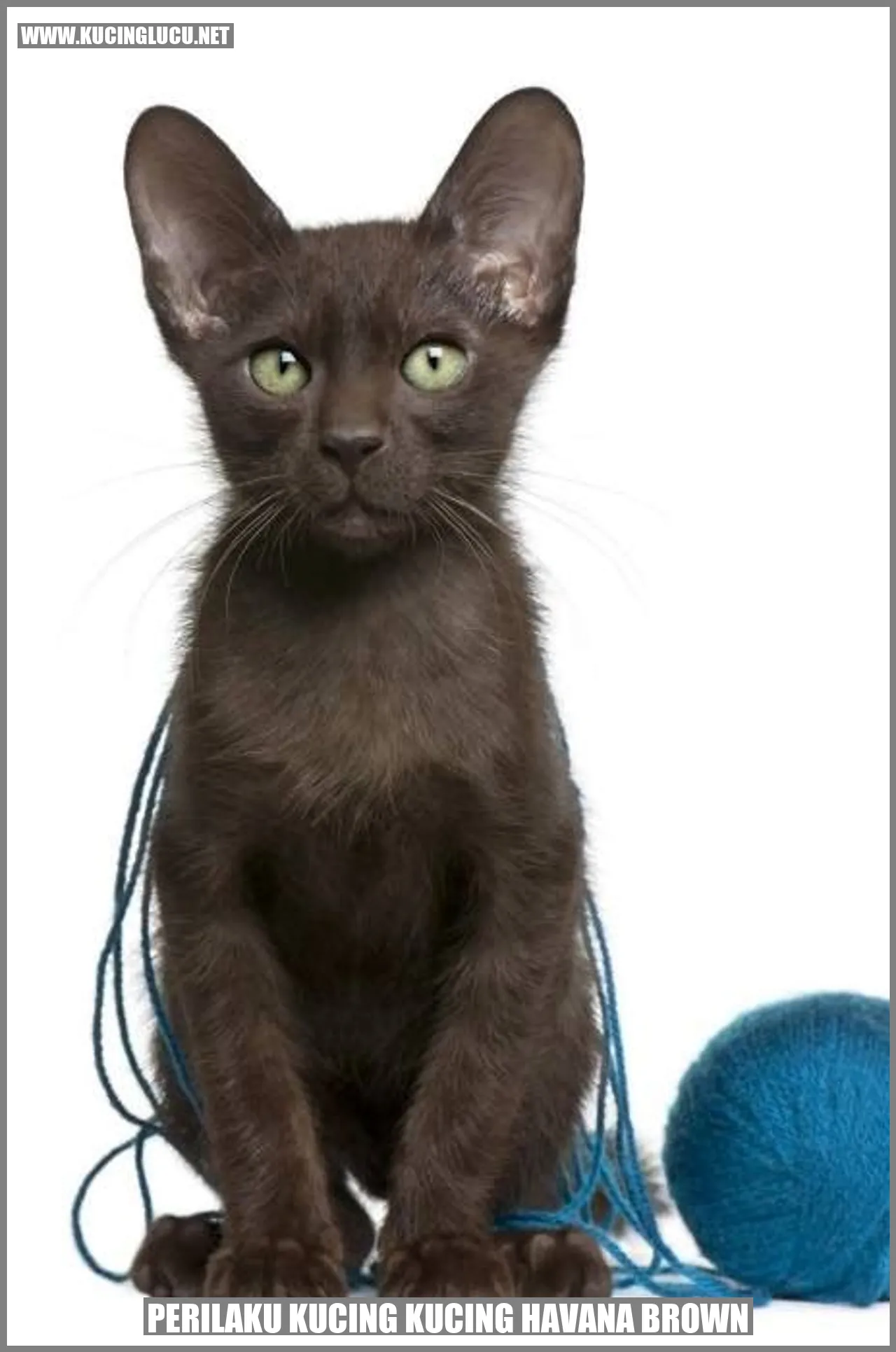 Perilaku Kucing Havana Brown