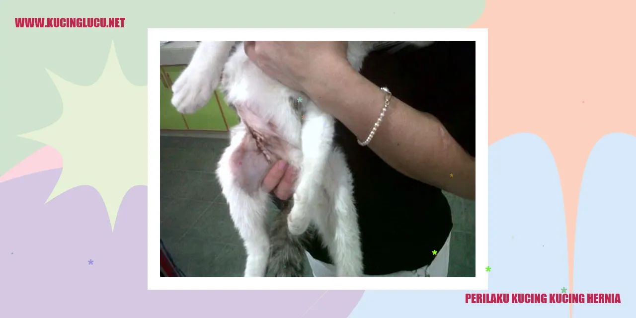 Perilaku Kucing kucing hernia