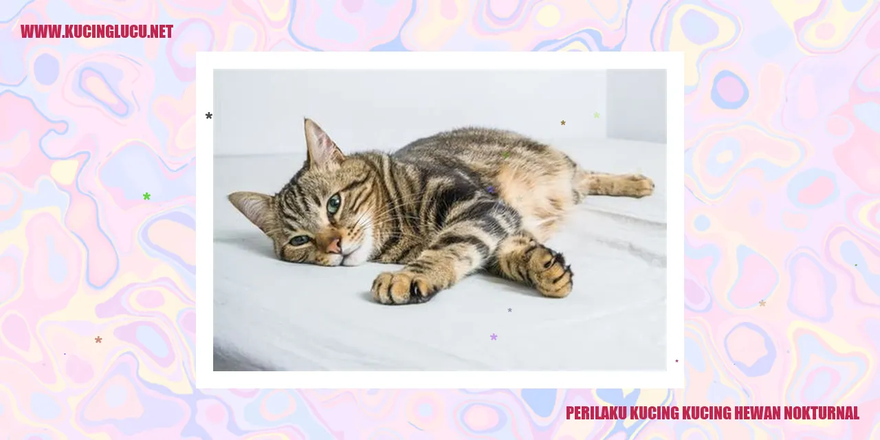 Perilaku Kucing