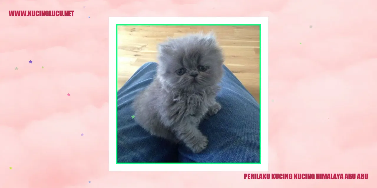 Kucing Himalaya Abu-abu