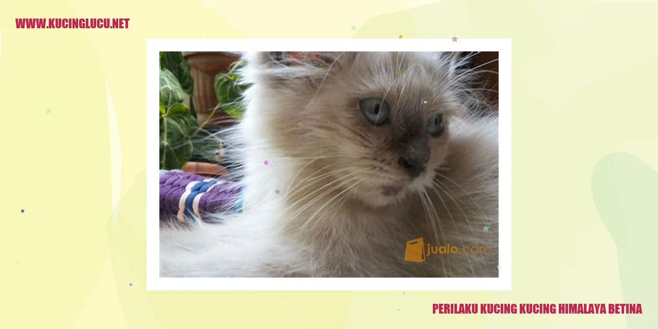 Gambar Kucing Himalaya Betina