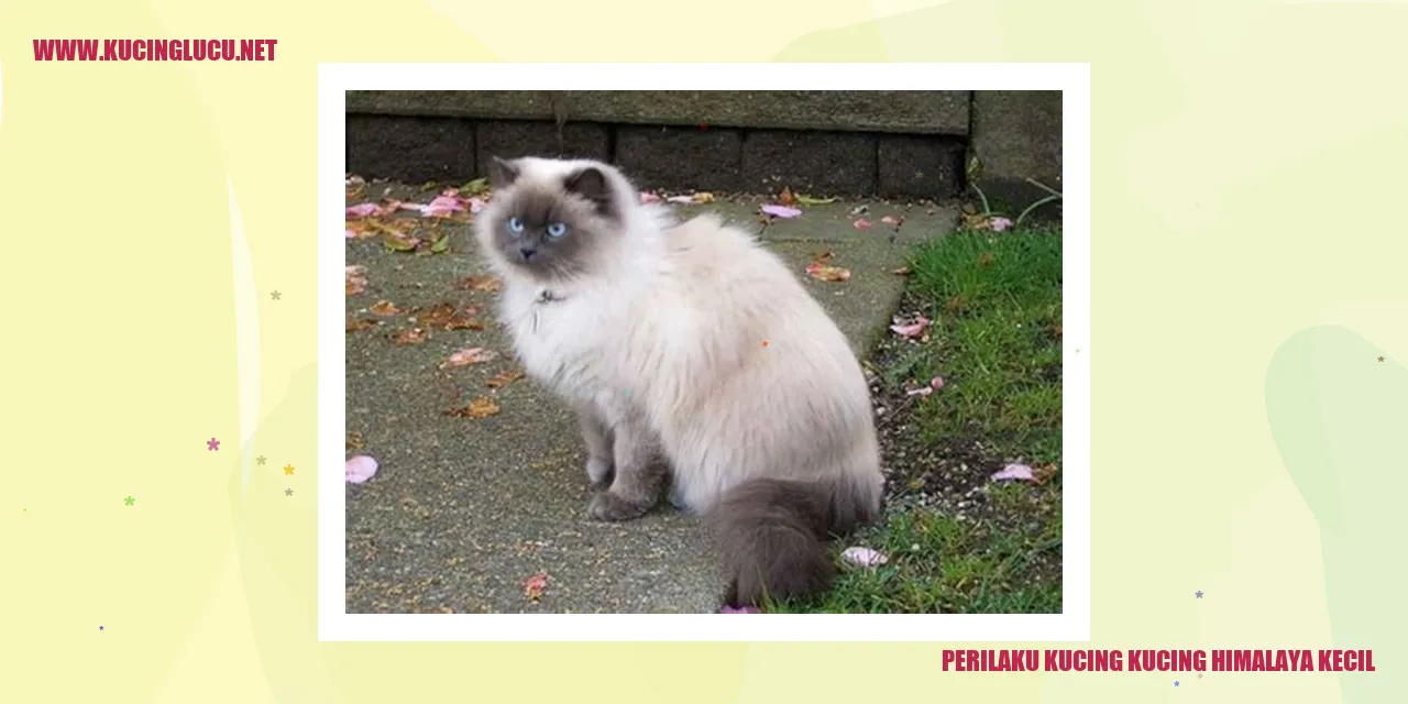 Kucing Himalaya Kecil