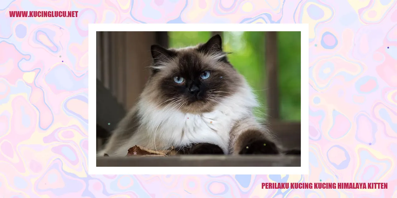 Perilaku Kucing Himalaya Kitten