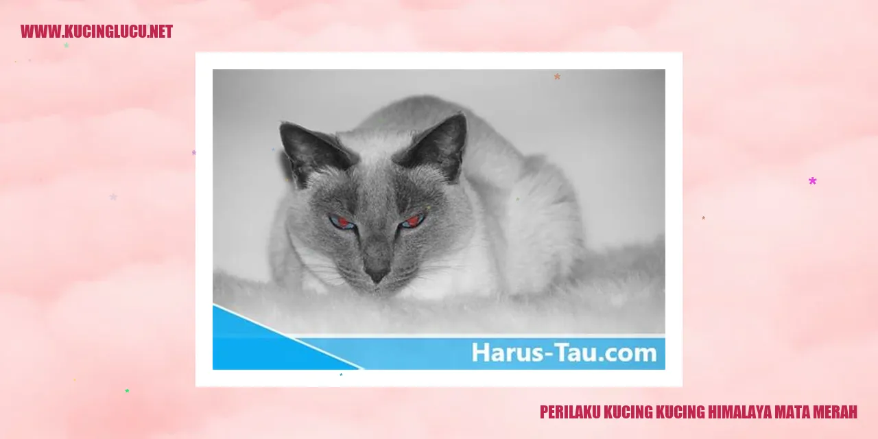 Kucing Himalaya Mata Merah