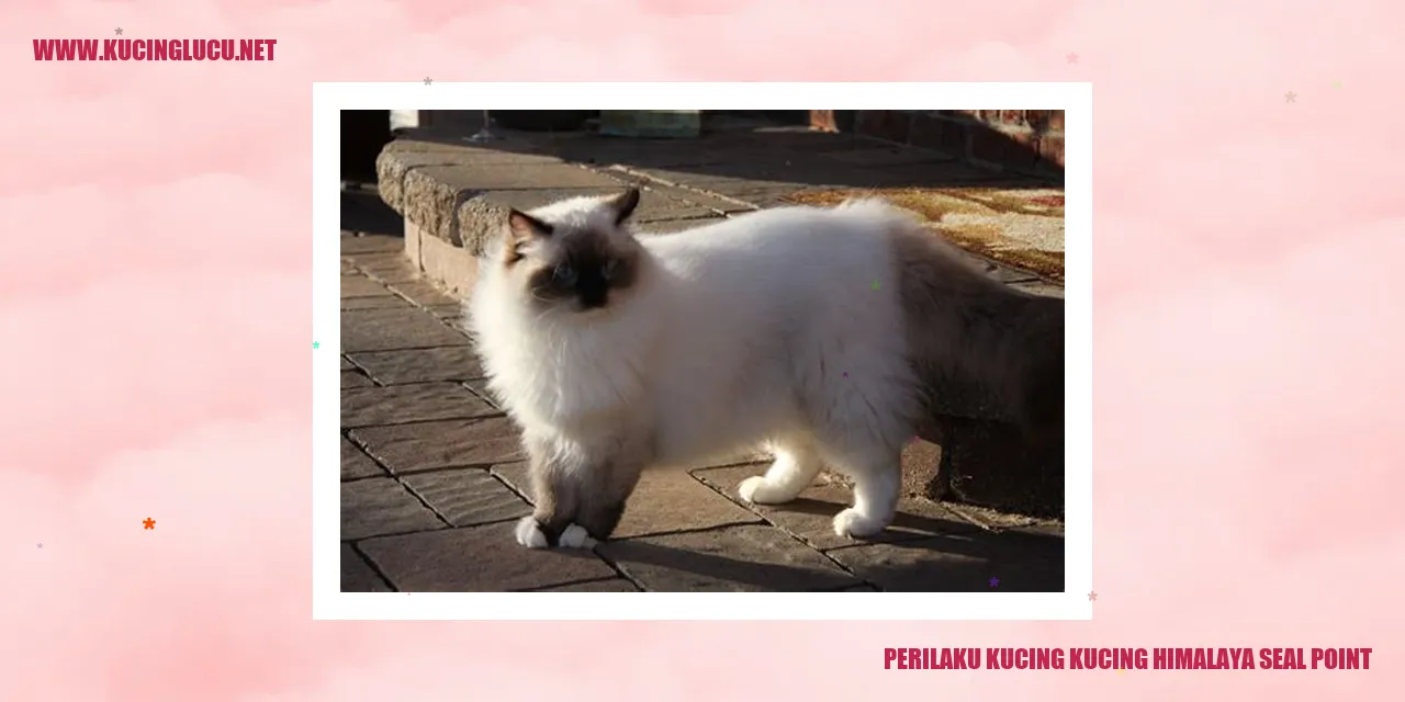 Kucing Himalaya Seal Point