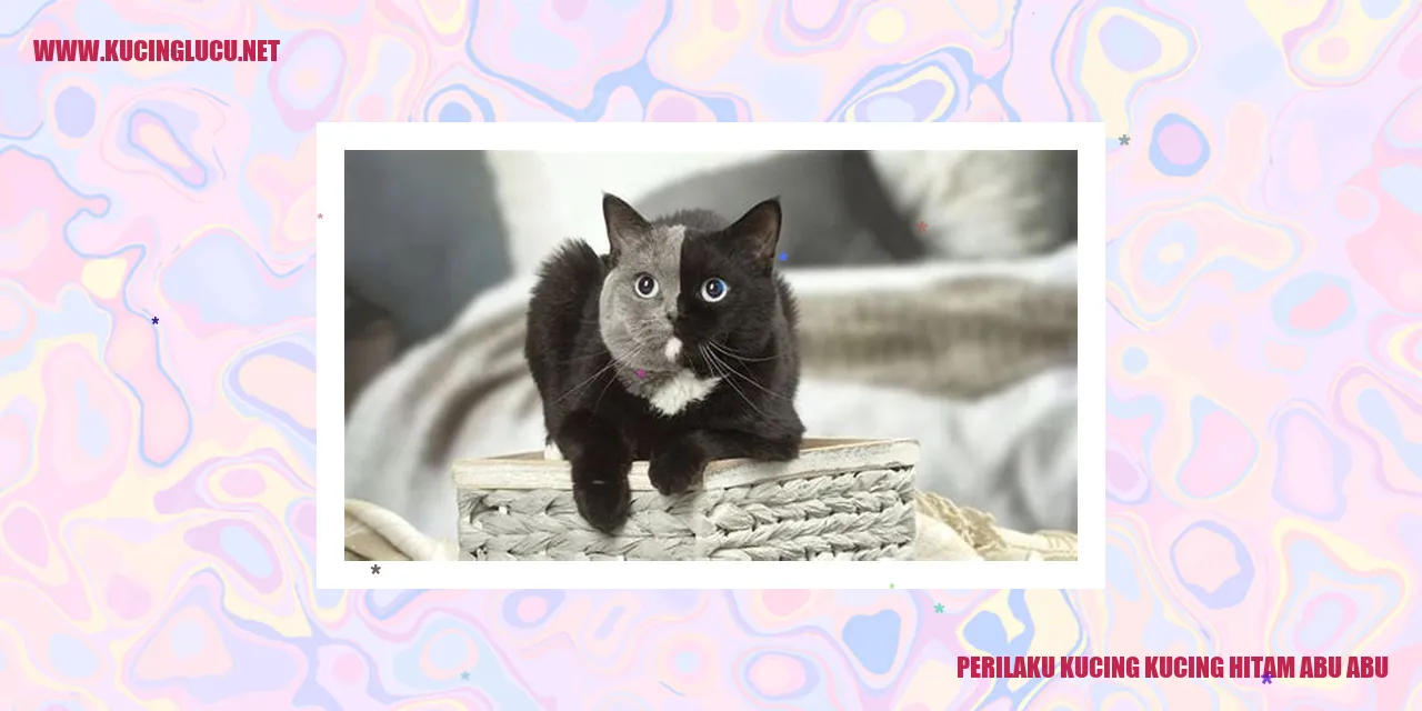 Kucing-kucing Hitam Abu-abu