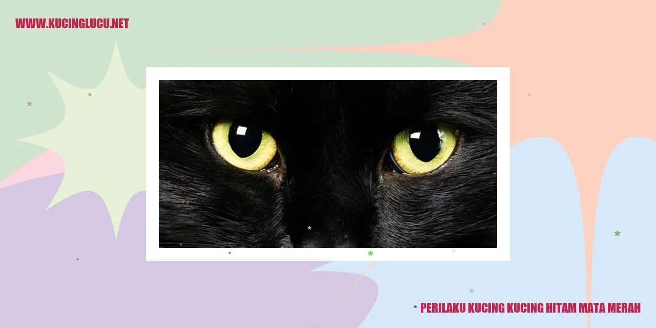 Gambar kucing hitam mata merah