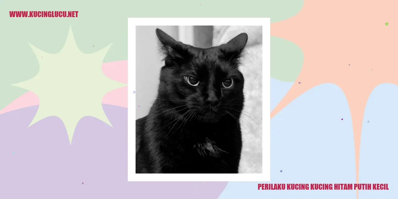 Potret Menggemaskan Kucing Hitam Putih Kecil