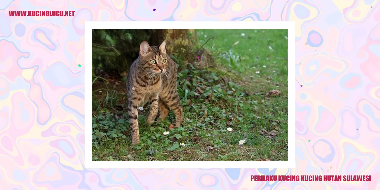 Perilaku Kucing Hutan Sulawesi