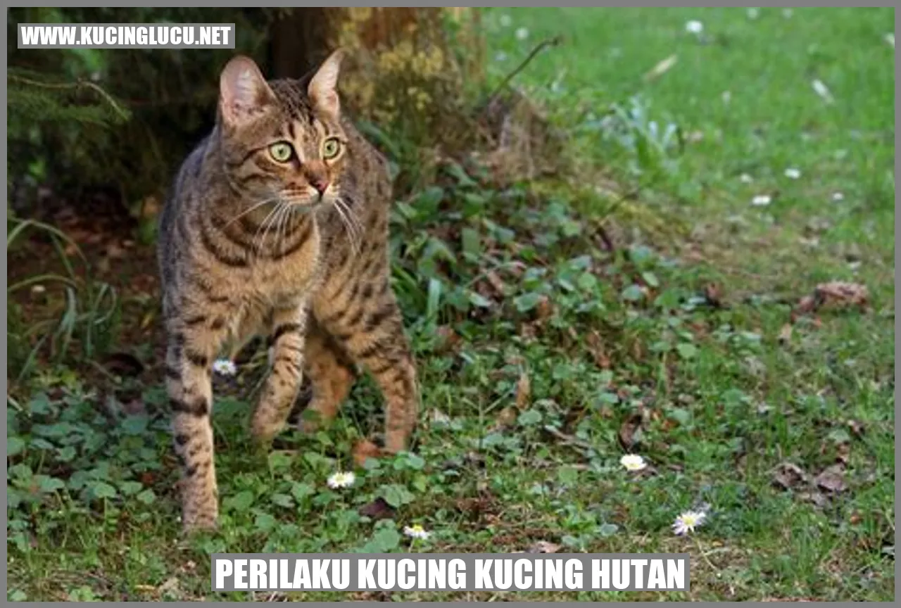 Kucing-kucing Rimba