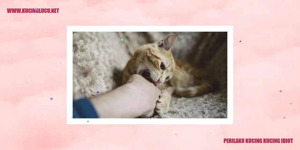 Kucing idiot