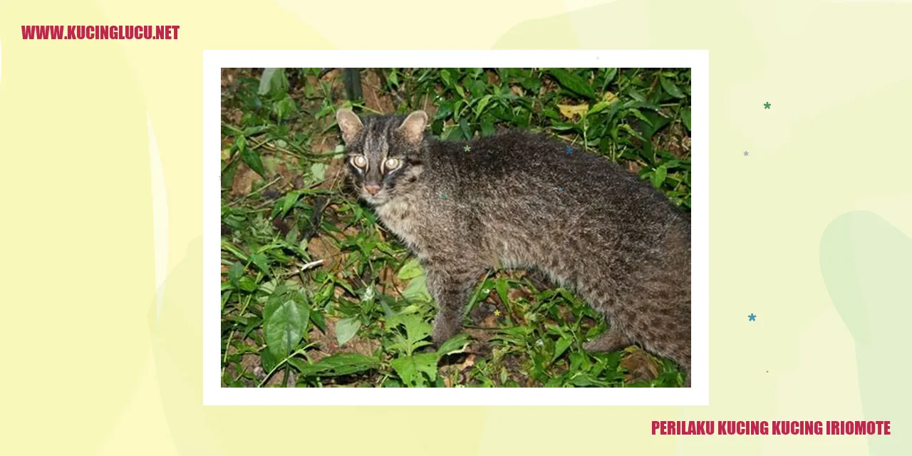 Gambar Kucing Iriomote
