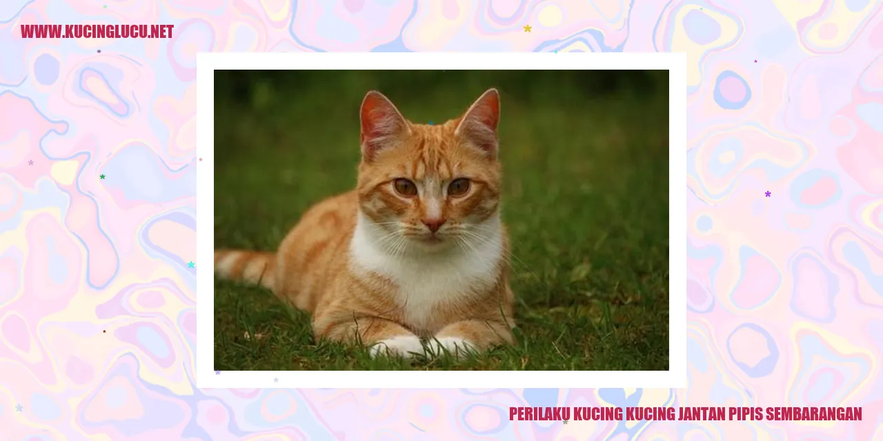 Kucing jantan pipis sembarangan