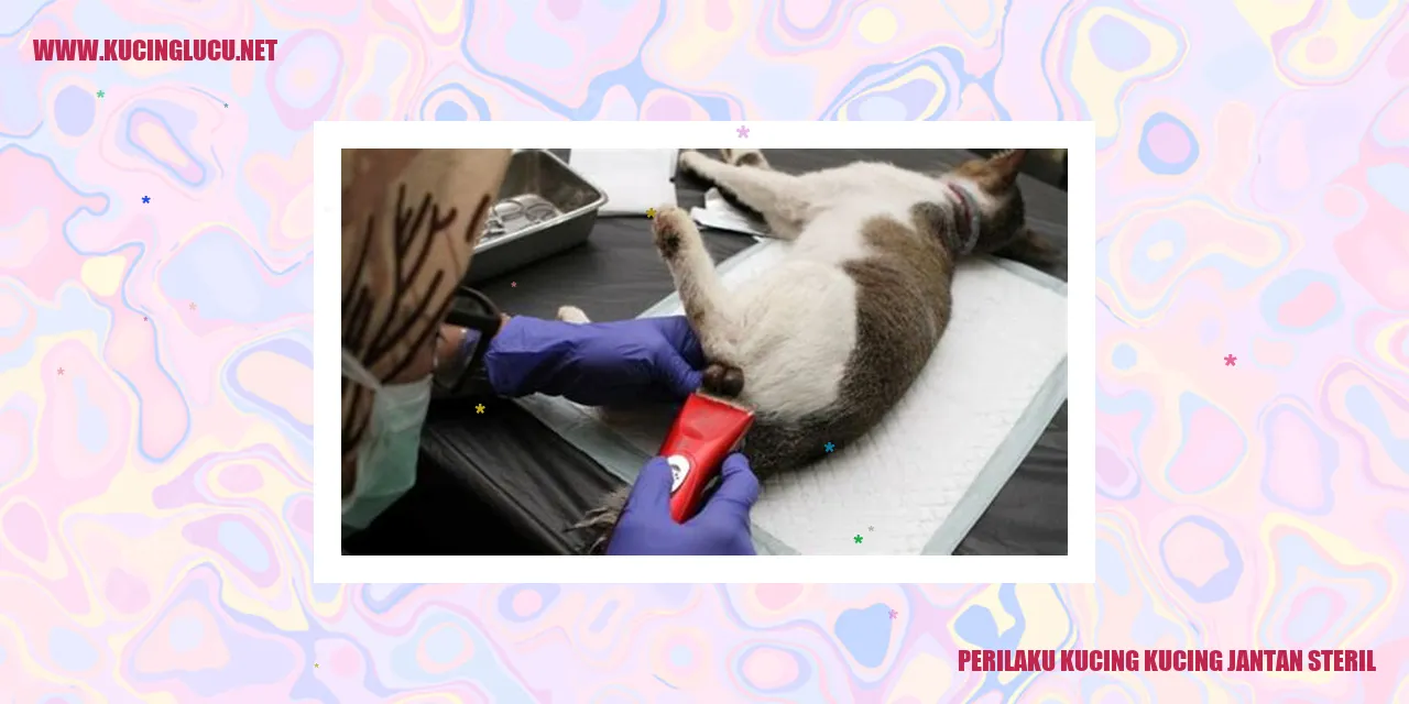 Kucing jantan steril