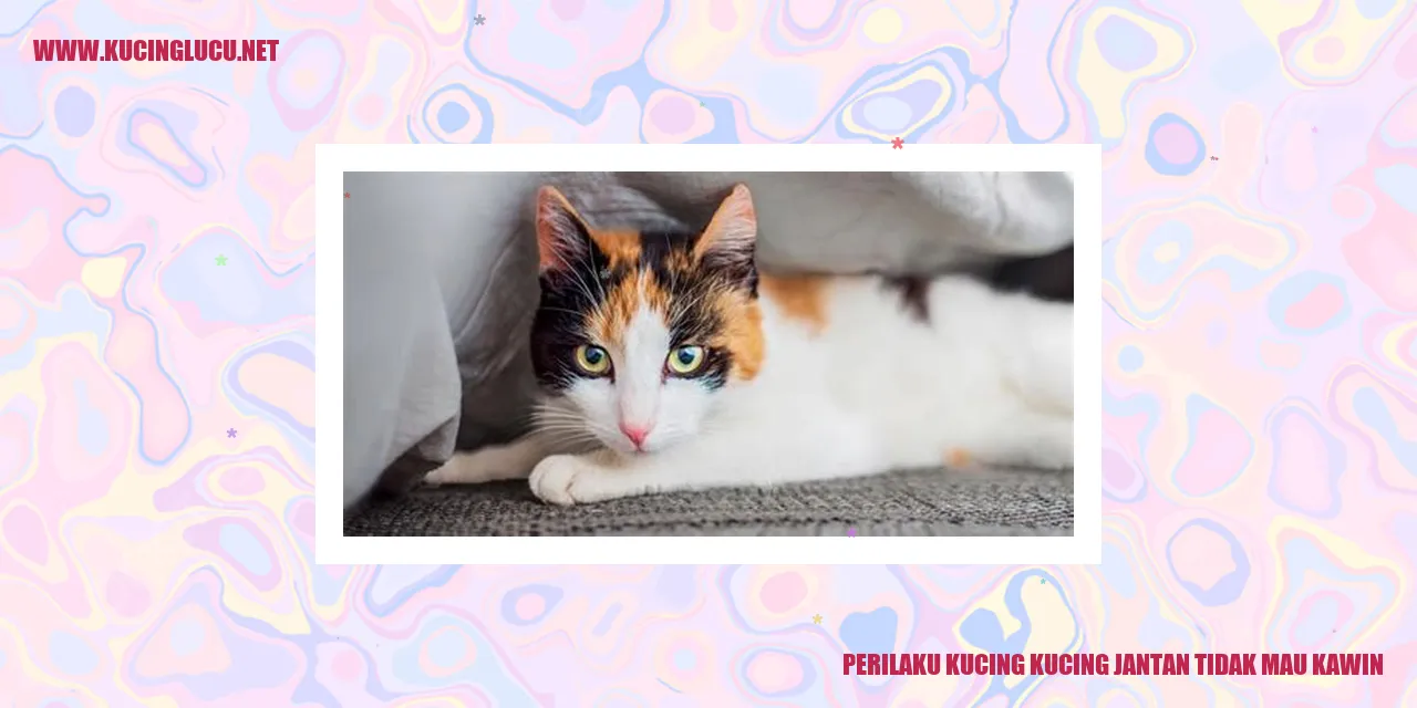 Perilaku Kucing Jantan yang tidak Mau Kawin
