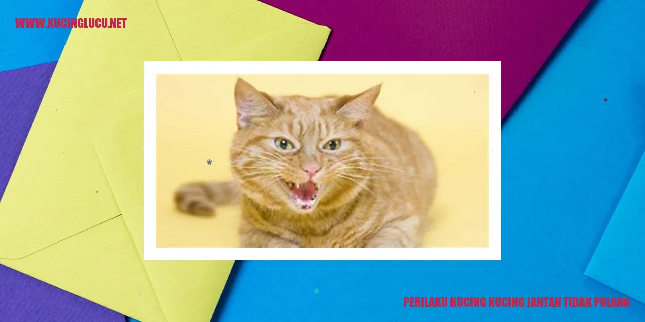 Kucing jantan yang tidak pulang