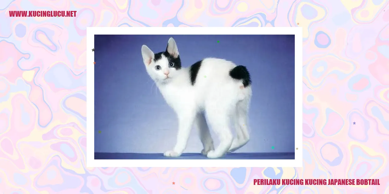 Kucing Japanese Bobtail
