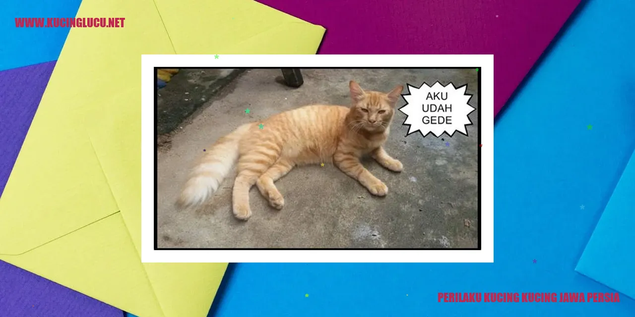 Kucing Jawa Persia
