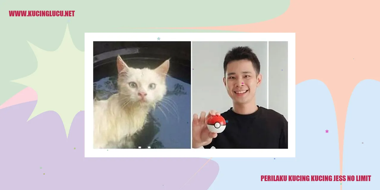 Foto Menggemaskan Kucing Jess No Limit