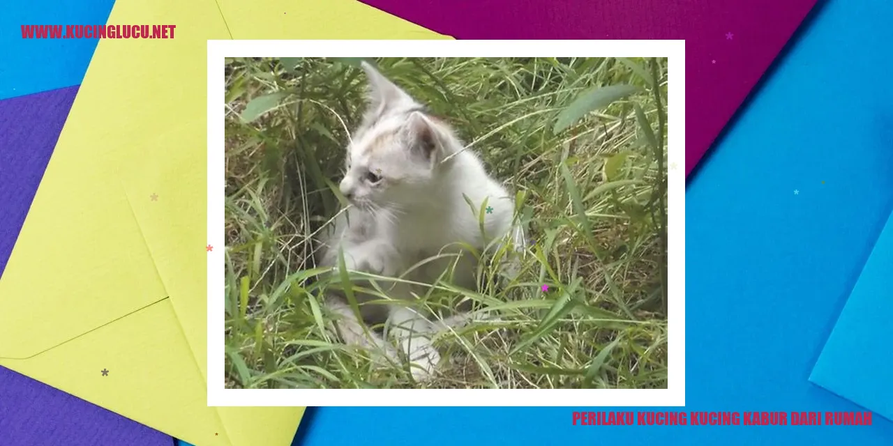 Kucing yang kabur dari rumah
