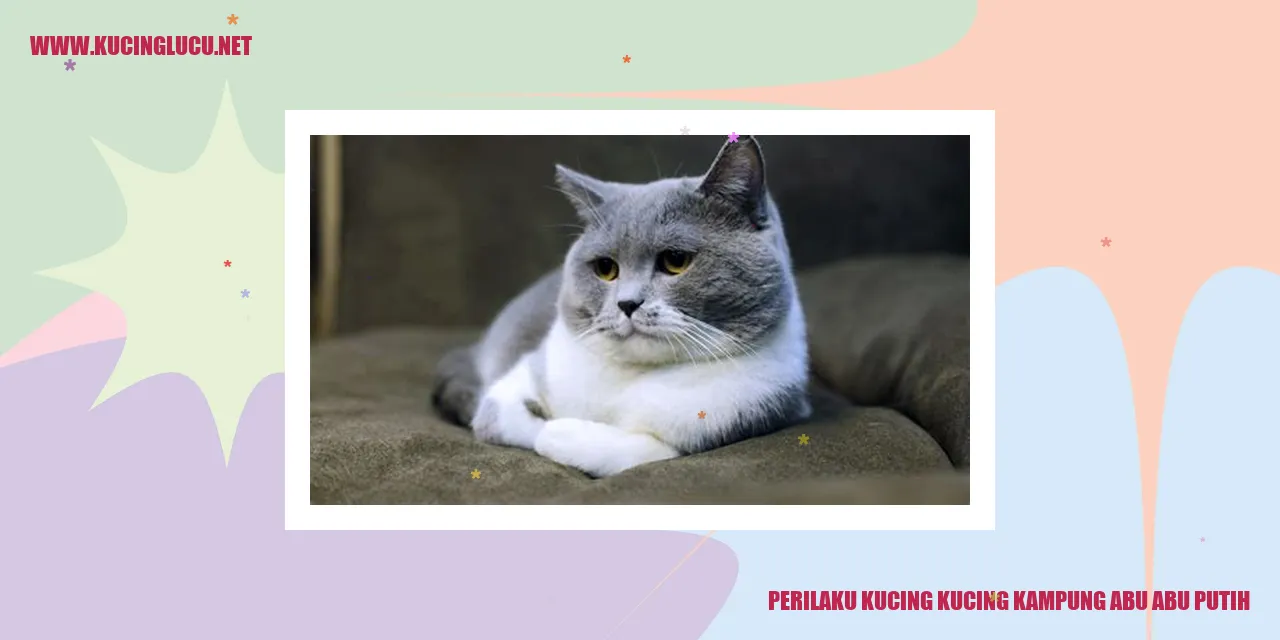 Perilaku Kucing Kampung Abu Abu Putih