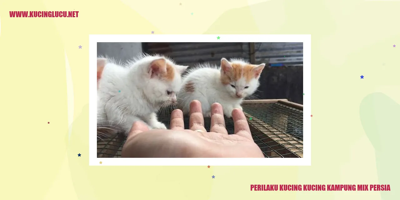 Gambar Kucing Mix Kucing Kampung dan Persia