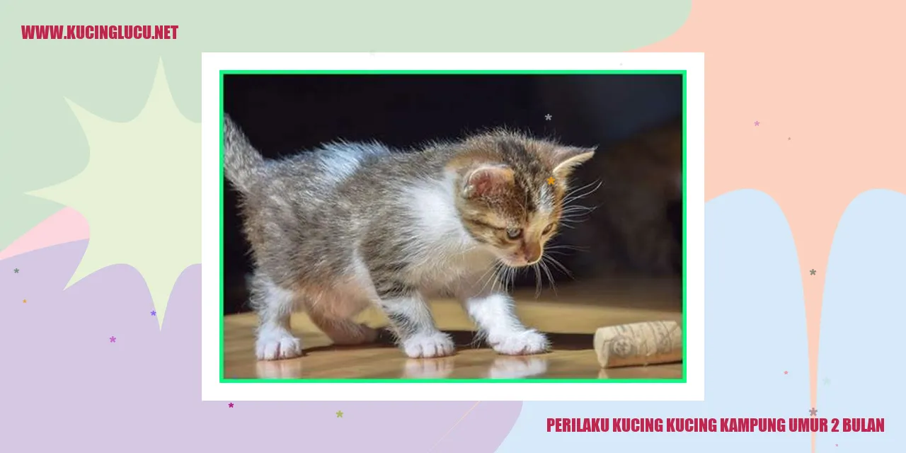 Perilaku Menggemaskan Kucing Kampung di Usia 2 Bulan