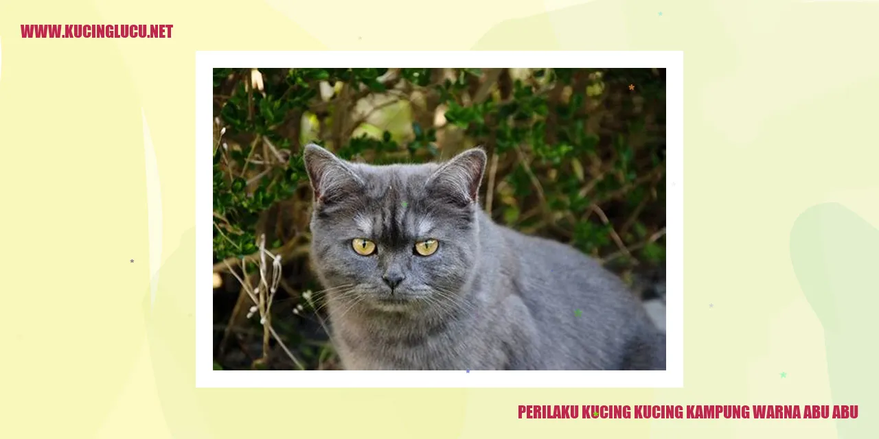 Perilaku Kucing Kampung Warna Abu-abu