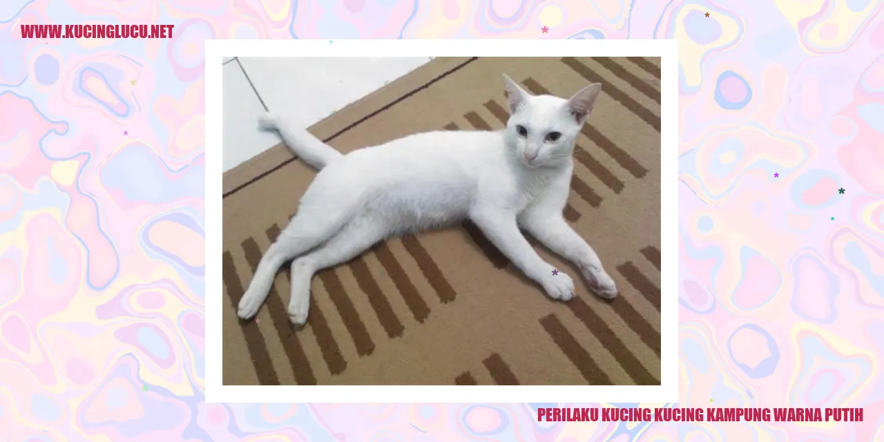 Gambar Kucing Kampung Berwarna Putih