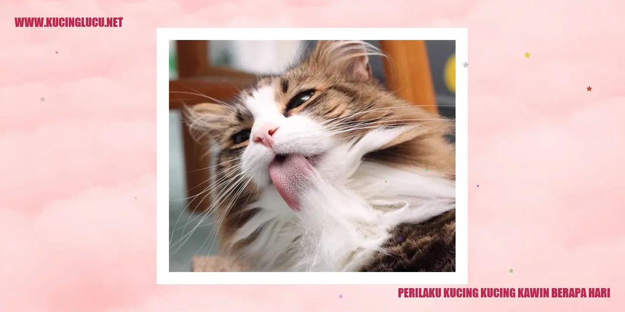 Perilaku Kucing Kawin Berapa Hari
