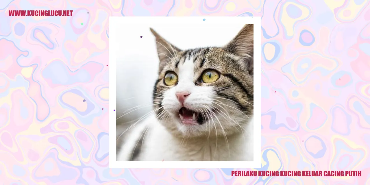 Gambar Kucing