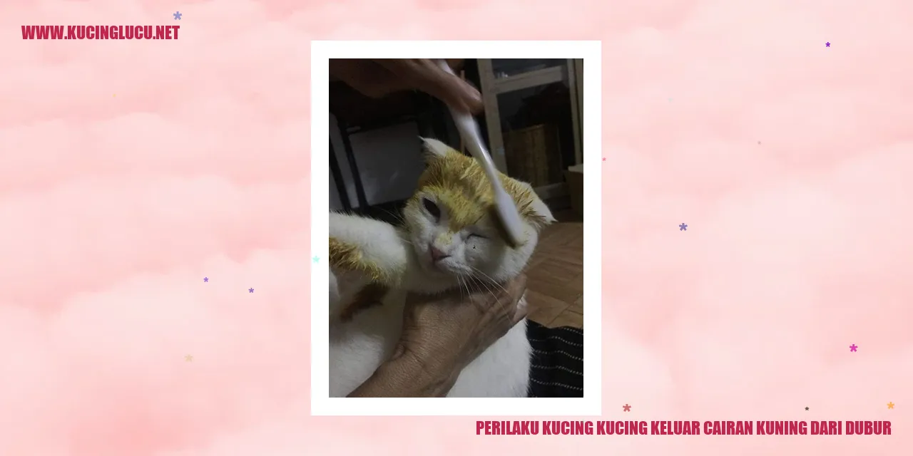 Gambar Kucing