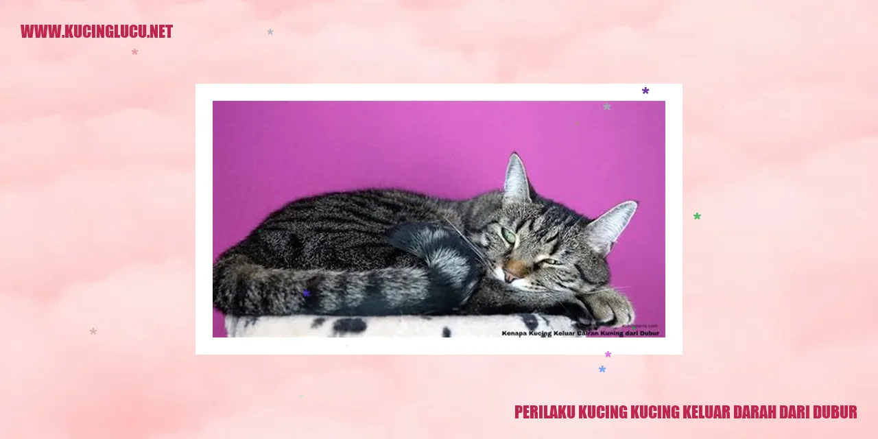 Kucing Keluar Darah dari Dubur