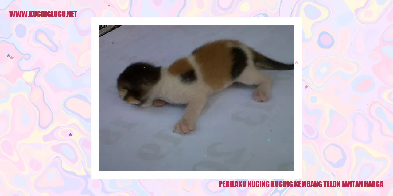Perilaku Kucing Kucing Kembang Telon Jantan Harga