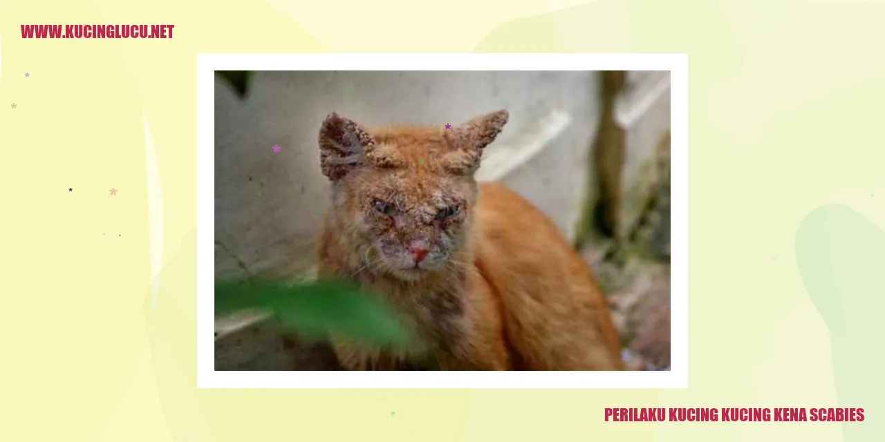 kucing kena scabies
