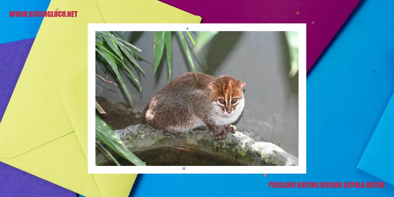 Perilaku Istimewa Kucing Scottish Fold