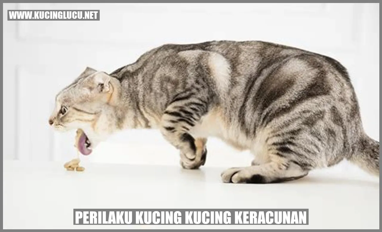 Gambar kucing yang sedang muntah