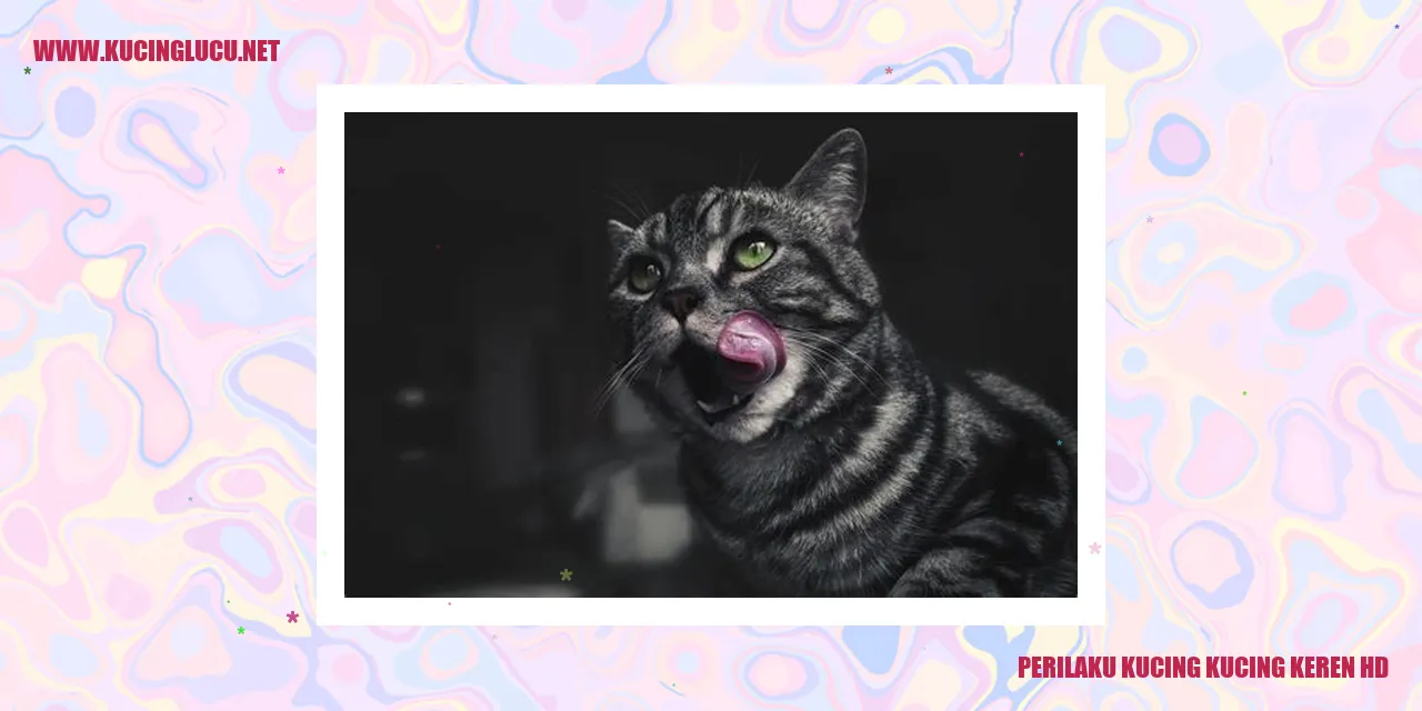 kucing keren