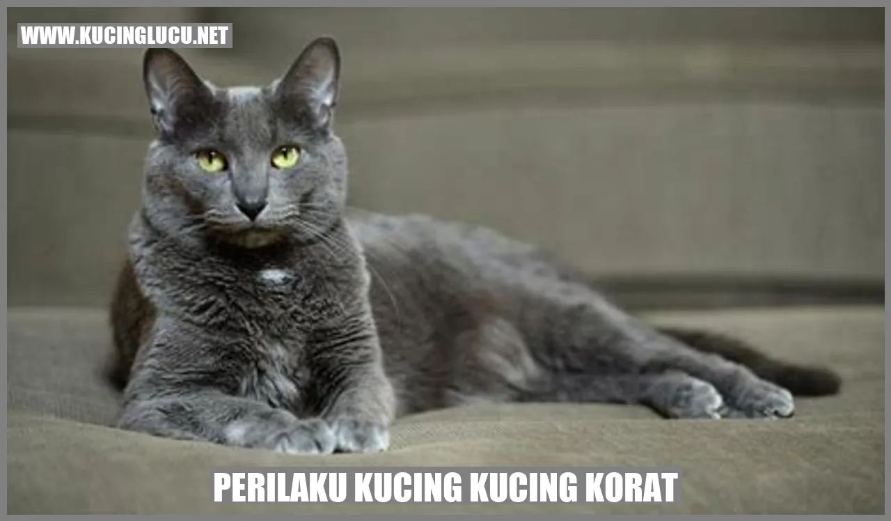 Foto Kucing Korat