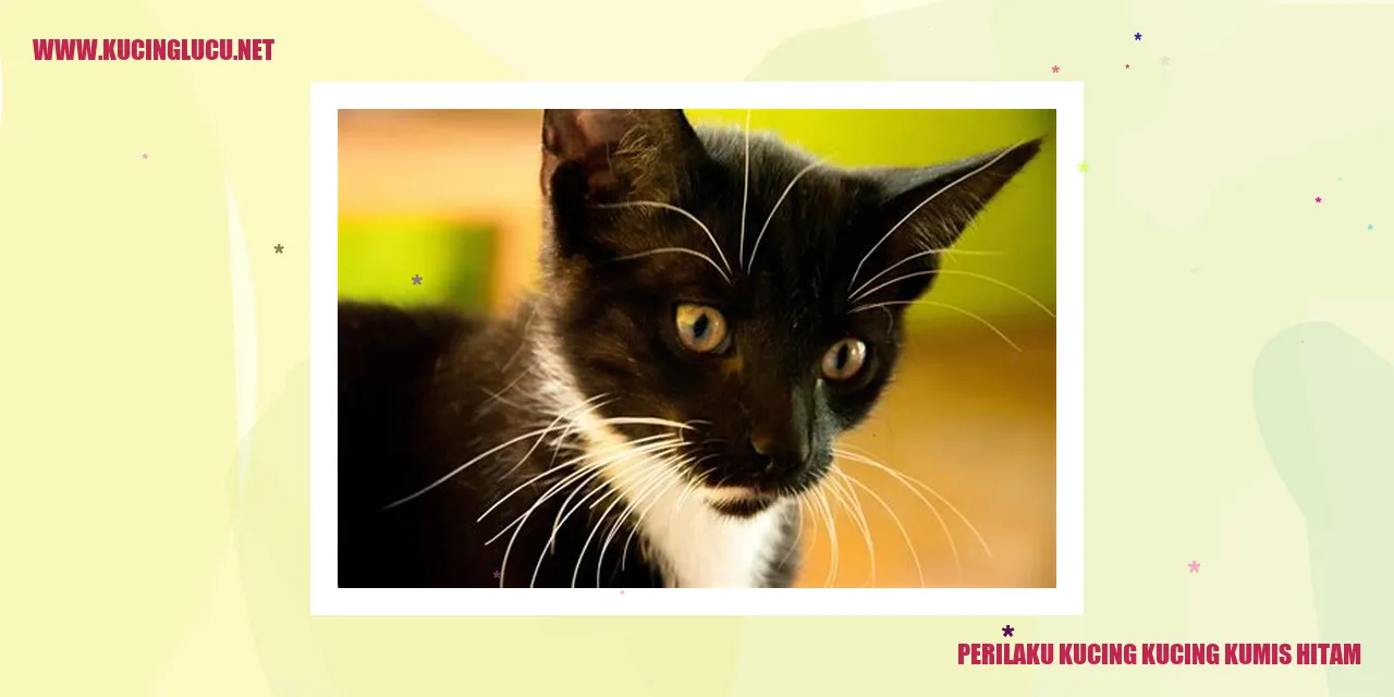 Kucing-kucing Kumis Hitam